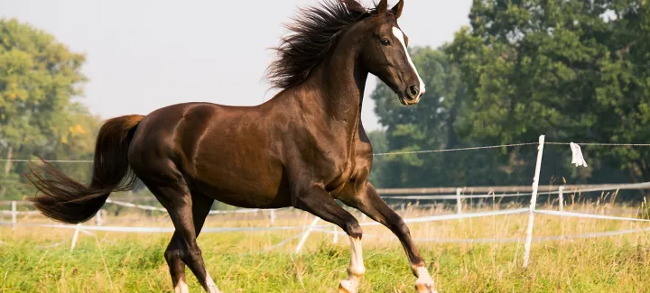 Horse Disease